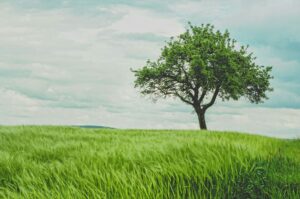 meerstammige bomen