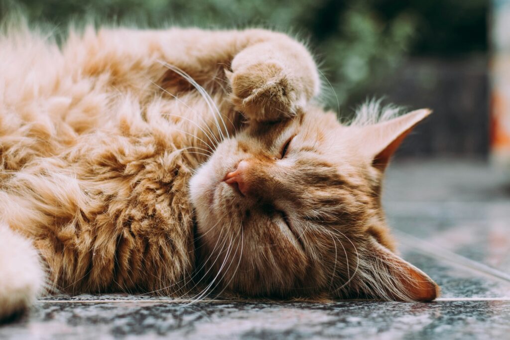 Tuin afzetten kat Tuin afzetten kat